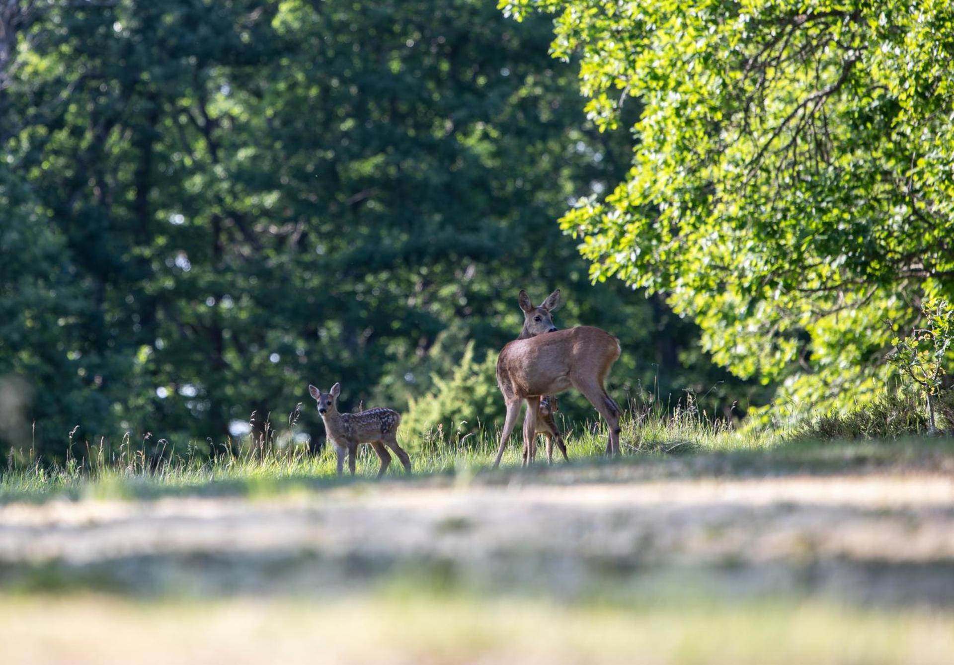 Wild Lodge Nol Екстер'єр фото