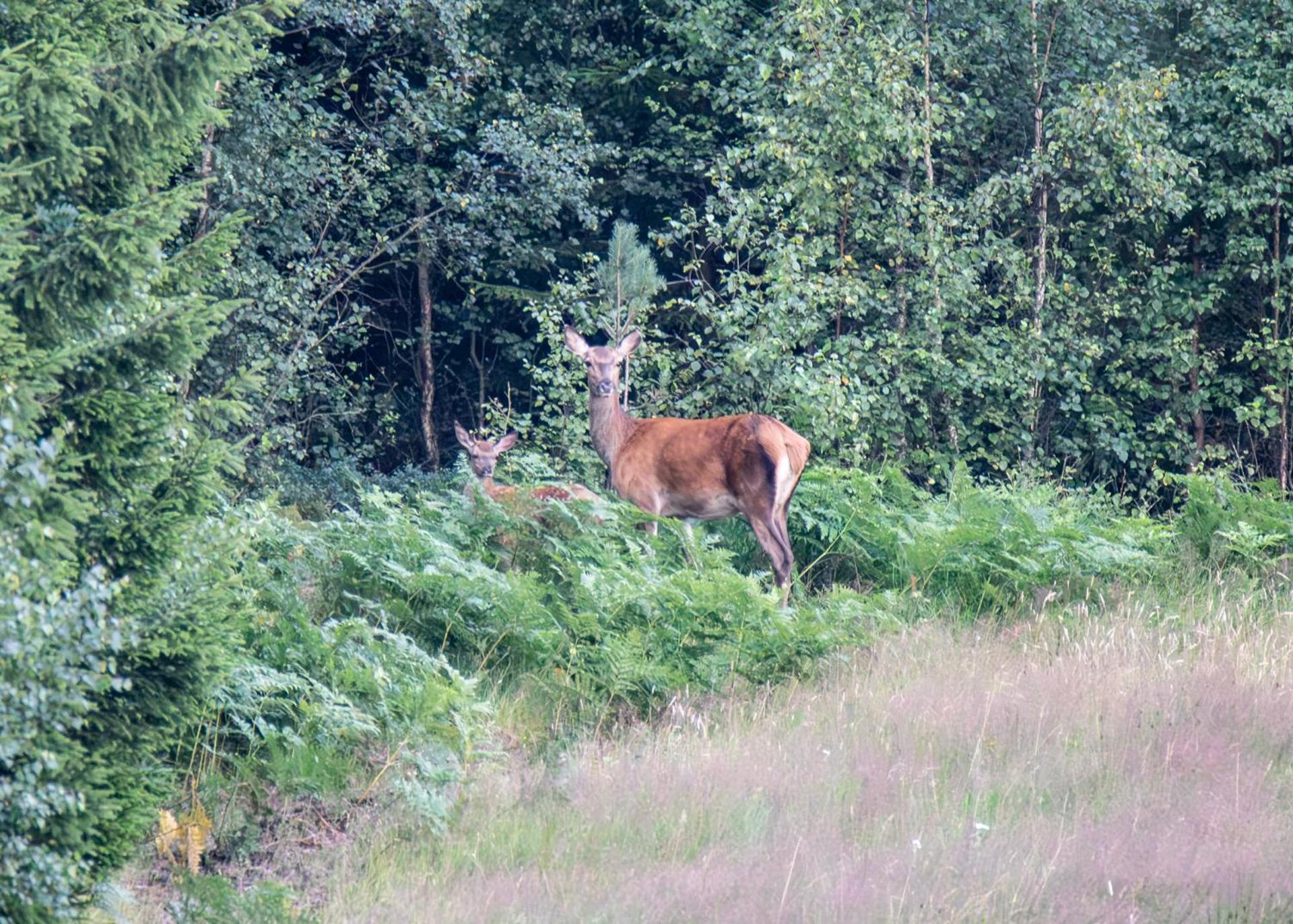 Wild Lodge Nol Екстер'єр фото